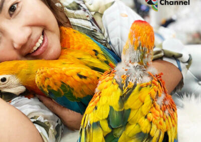 Capri Macaw 1.5Million Baht