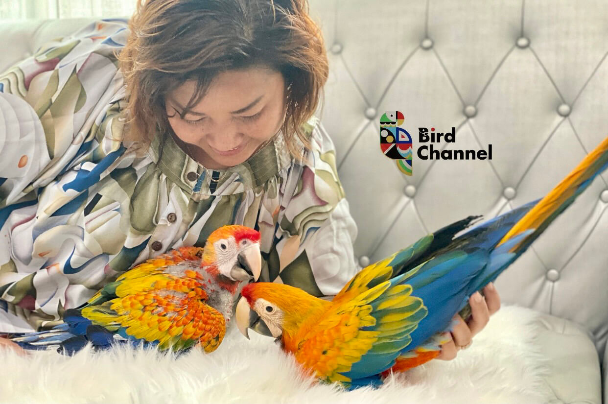 ขายนก birdchannel