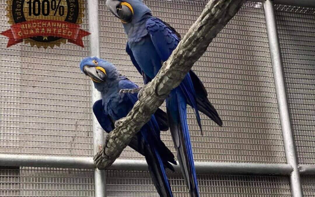 Hyacinth Macaw Pair พ่อแม่ 3Million Baht