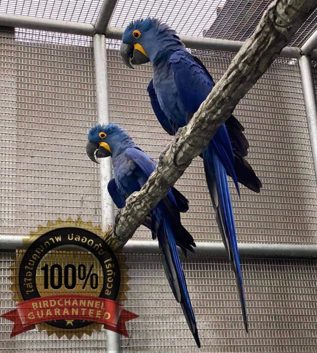 hyacinth macaw pair price 3.5million