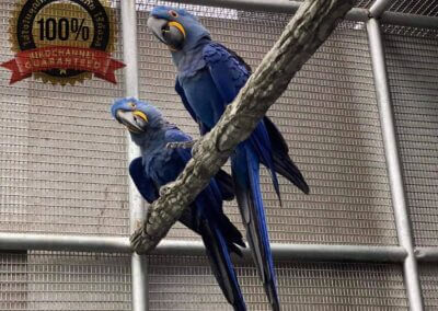 Hyacinth Macaw Pair พ่อแม่ 3Million Baht