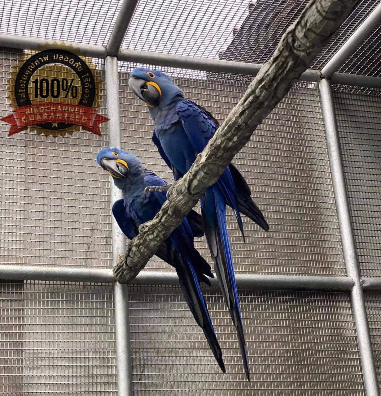 hyacinth macaw pair