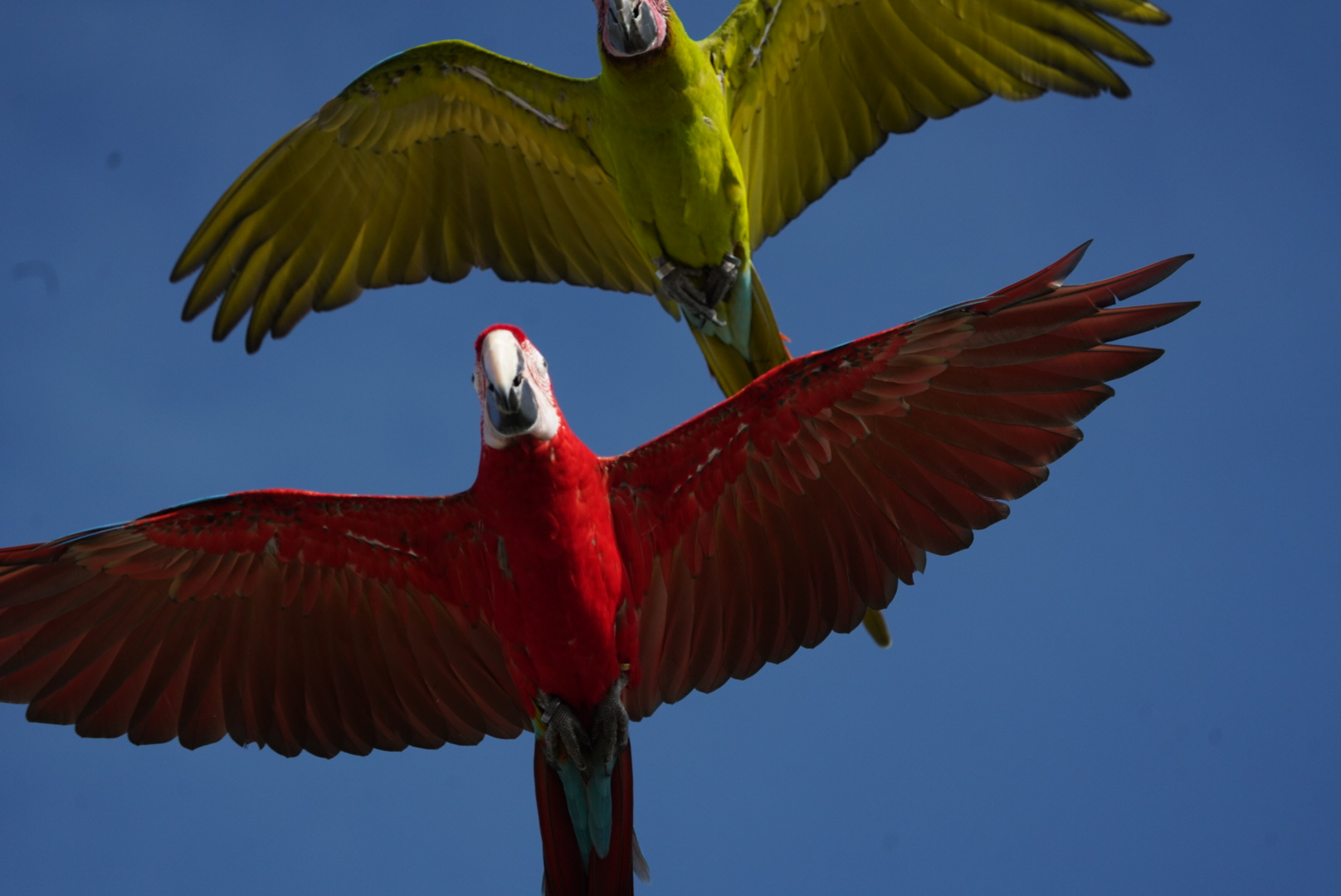 Greenwing Training